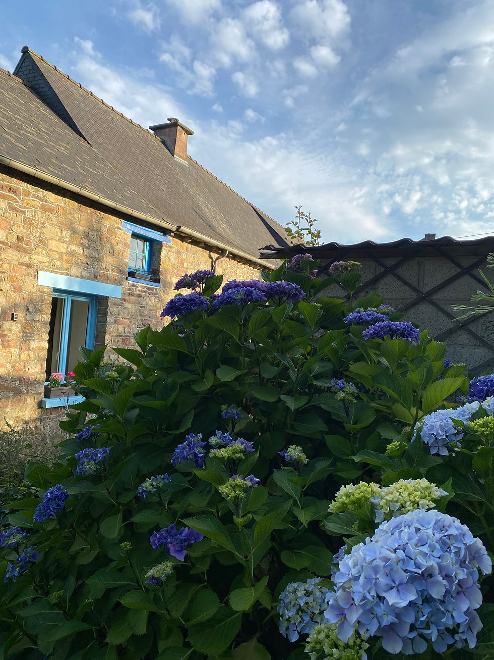 Les hortensias commencent à fleurir …🥰