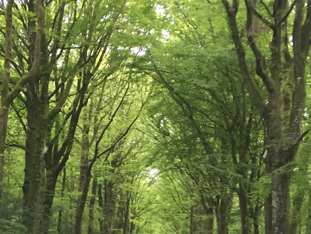 🌳🌳🌳🧚🏻♂️