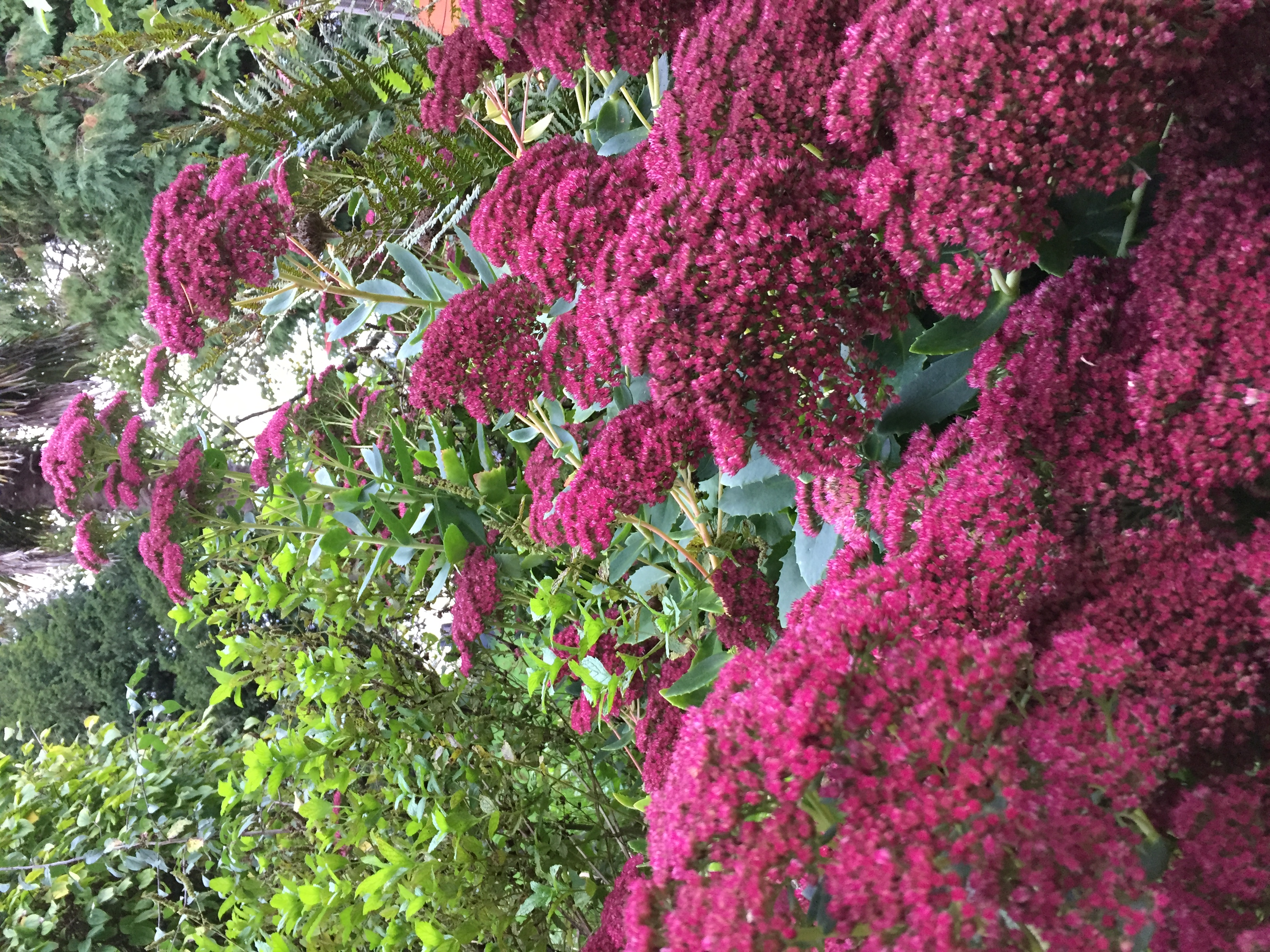 L'Hôtié de Brocéliande en fleur