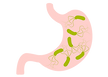 stomach-with-helicobacter-pylori-flat-icon-vector-14146249_edited.png