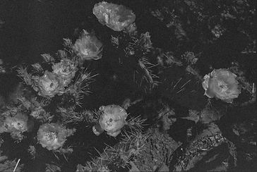 CG_8523_Kodak 400_028146-R1-E001.jpg