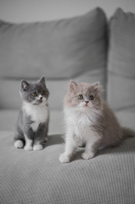 Britisch Kurzhaar, Britisch Langhaar, BKH, BLH. Kätzchen, 