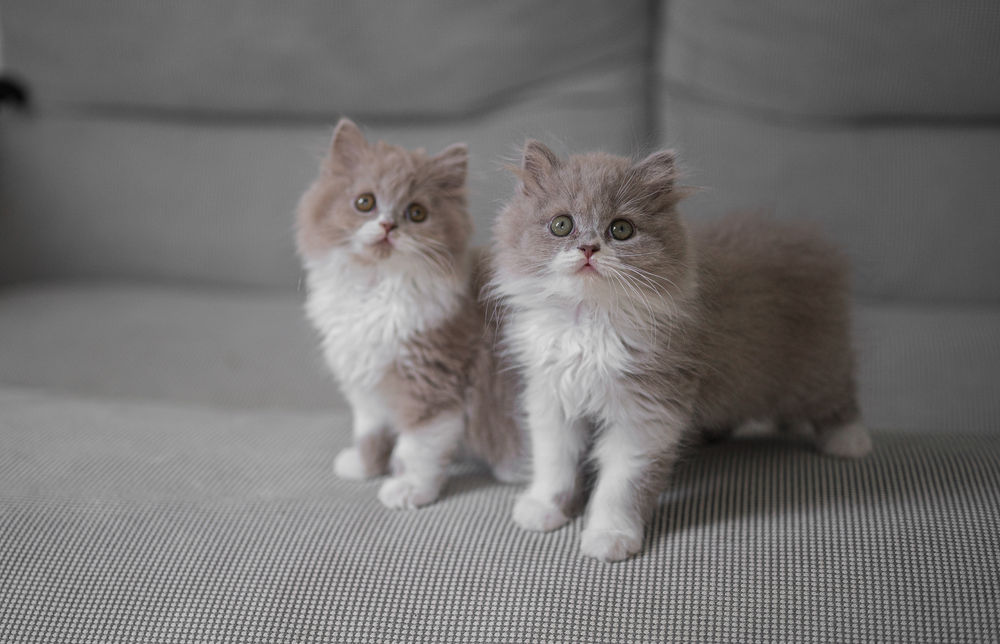 Britisch Kurzhaar, Britisch Langhaar, BKH, BLH. Kätzchen, 