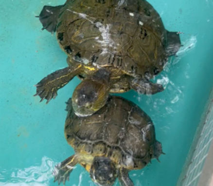 little-turtles-key-west