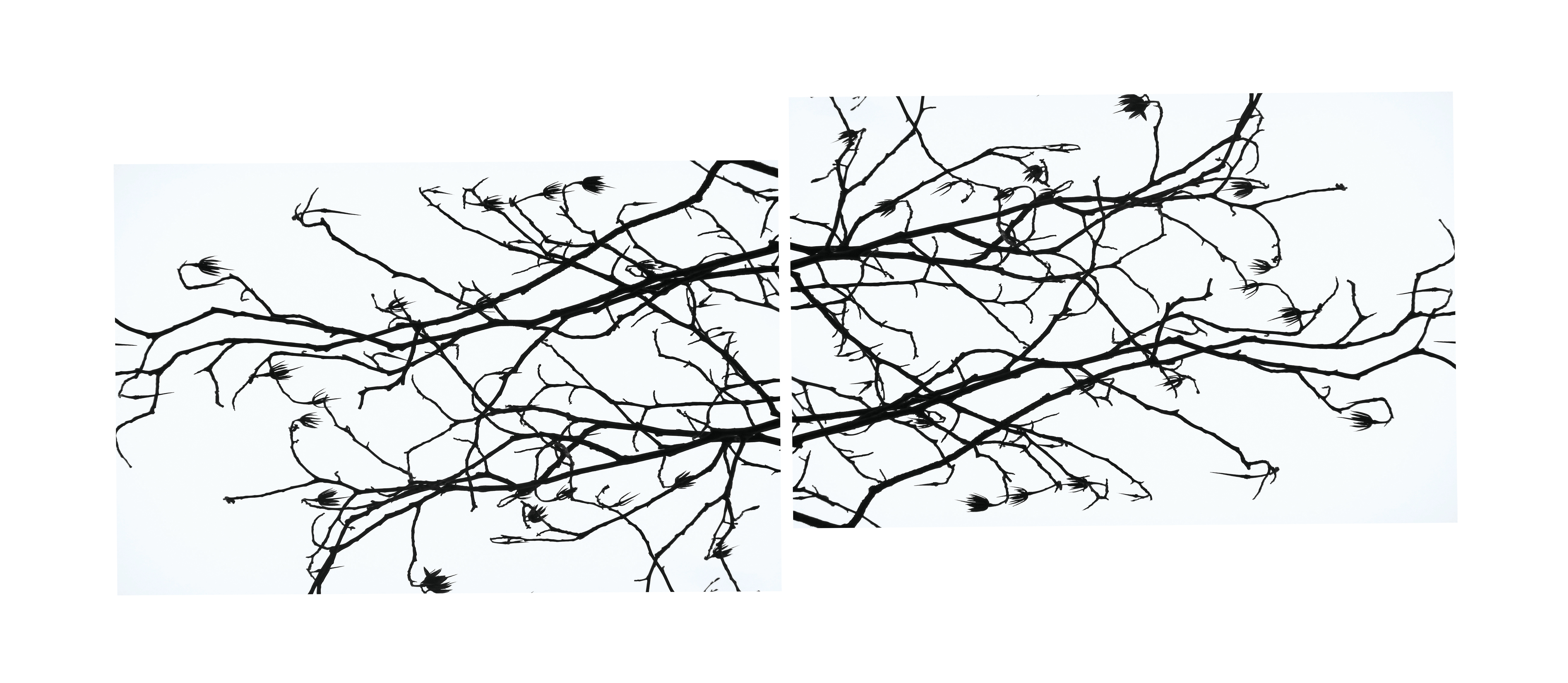 Tulip Tree Diptych VII
