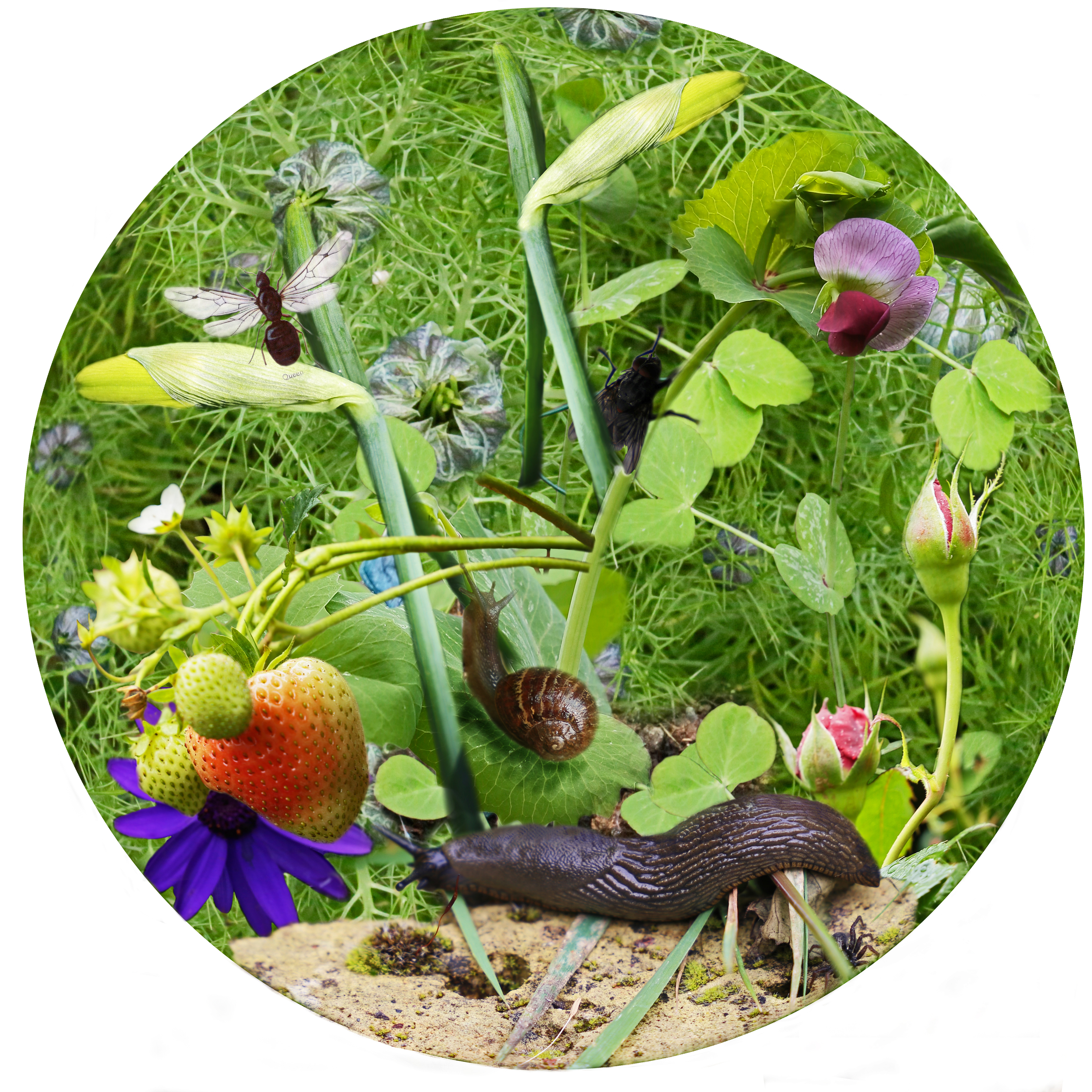 Floral Sphere 8