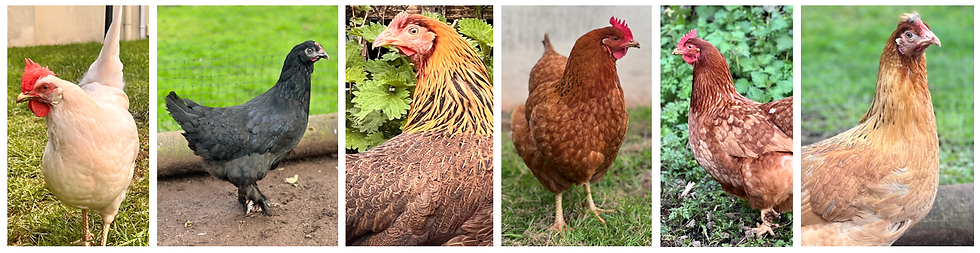6 Chickens
