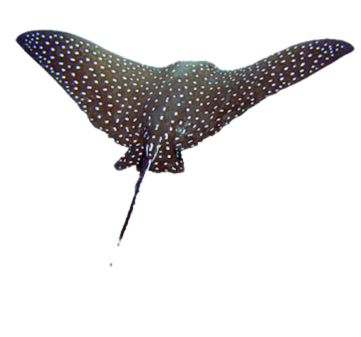 20120518-Spotted_Eagle_Ray_(Aetobatus_narinari)2_edited.webp
