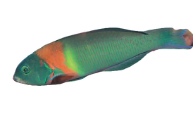 wrasse-saddle_620_edited.webp