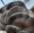 Blue Oyster mushrooms growing on a mushroom grow kit.