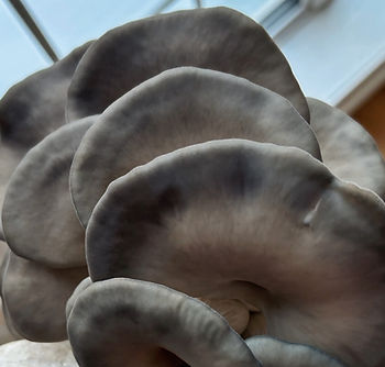 Blue Oyster mushrooms growing on a mushroom grow kit.