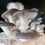 Thumbnail: Blue Oyster Mushrooms on a Major Mushrooms Mushroom Grow Kit