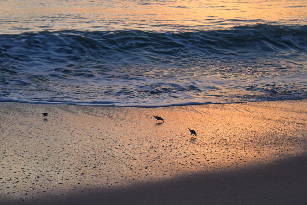 Three_at_Dawn_IMG_7173_ASMB_Web.jpg