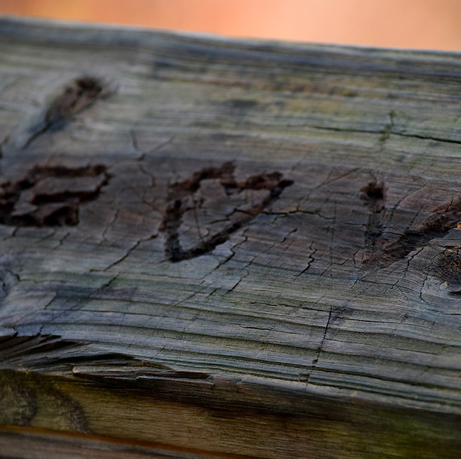 Close-up of weathered wood grain with dark fissures and muted green tones.