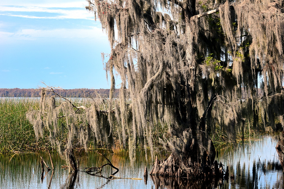 Cypress tree draped in Spanish moss beside still wetland water.