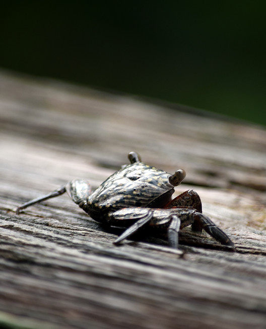 Mangrove Tree Crab.jpg