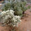 Thumbnail: Focus on Opuntia: Prickly Pear and Chollas 3/28/26