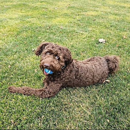 Blue eyed aussiedoodle.jpg