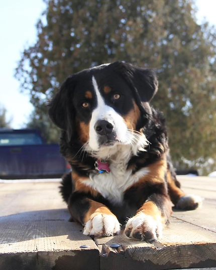 Bernese Mountain Dog.png
