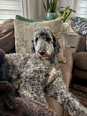 Black Brindle Poodle Toronto Ontario