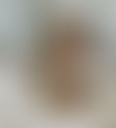 Understanding the Aussie Bernedoodle