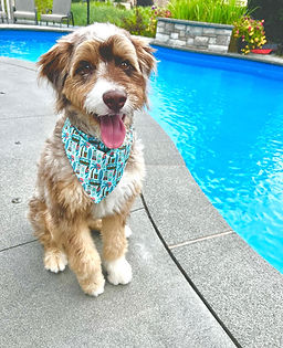 Merle Aussiedoodle Puppy.jpg