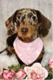 Daschund_Dog_edited.png
