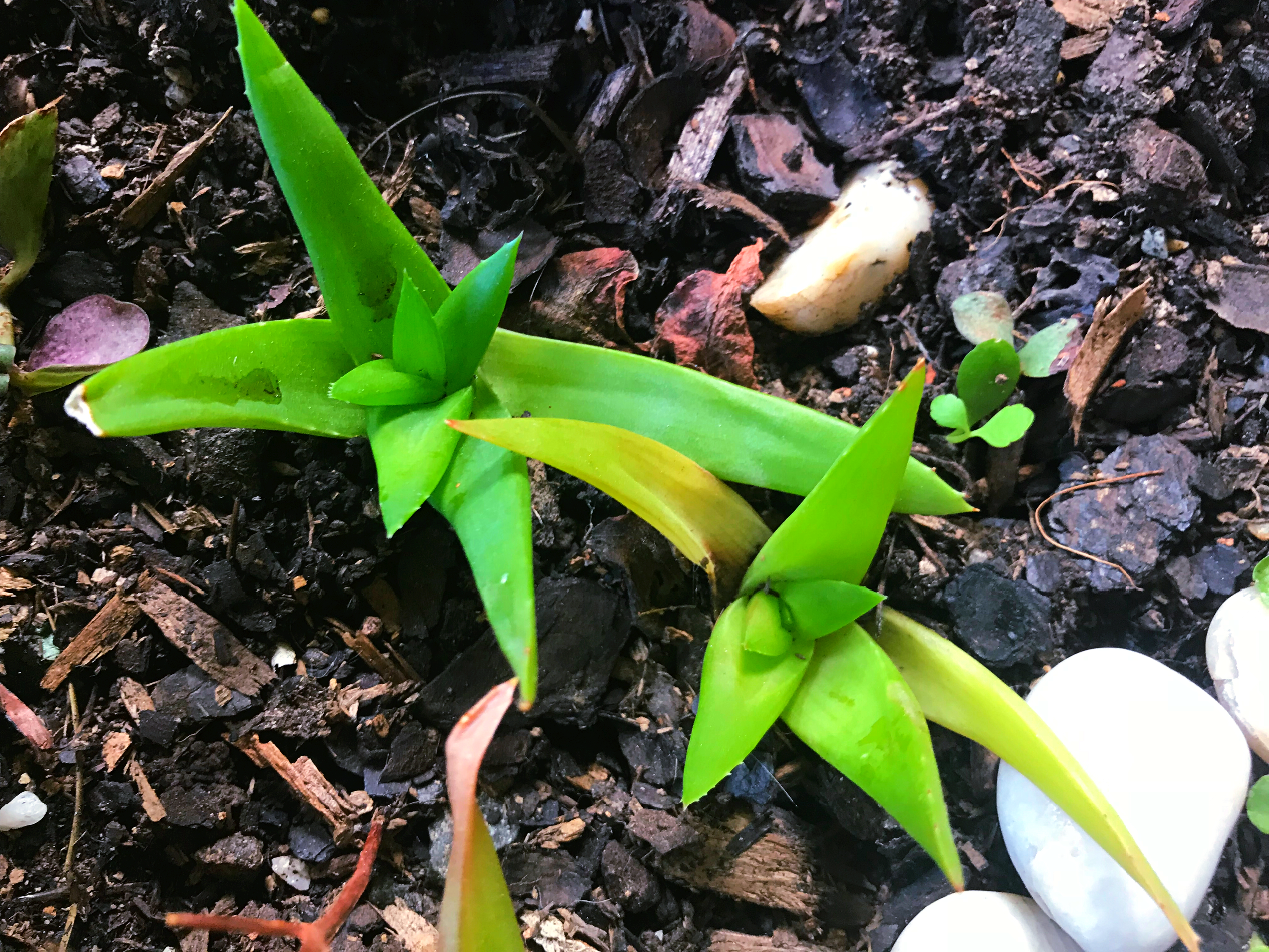 “Black Gem” Aloe xAlworthia  