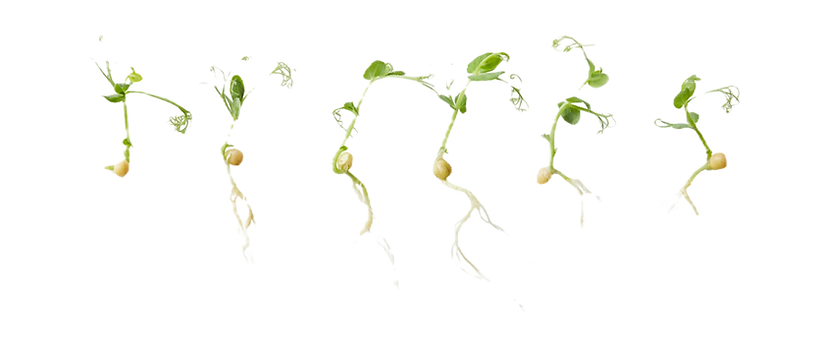 Rooted
