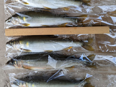 9月5日 友釣りしました。