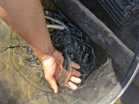 ３日、今日もたくさんの友釣り客が少し増水(30cm)高で、笹濁りの中友釣りを楽しんでいます。
