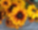IMG_0529.jpeg