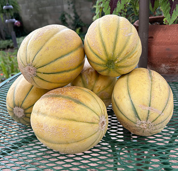 Cantaloupe2024.jpg