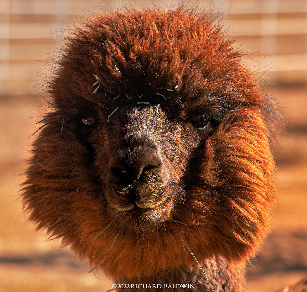 Alpaca, cute, fuzzy, fuzz, adorable, Arizona, nature, animal, RB, photography, photographer, Richard Baldwin