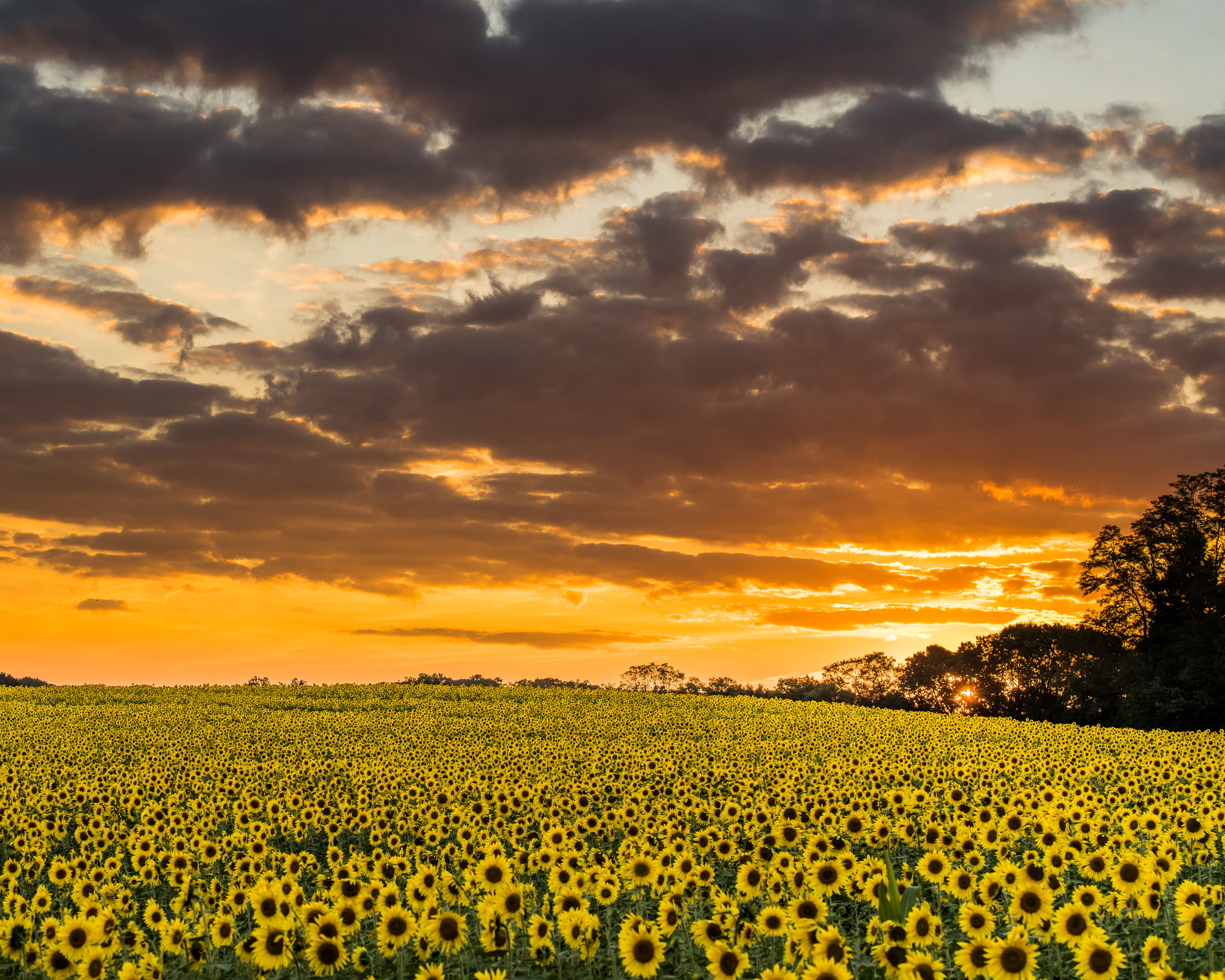 Sunflower Fields Sunset