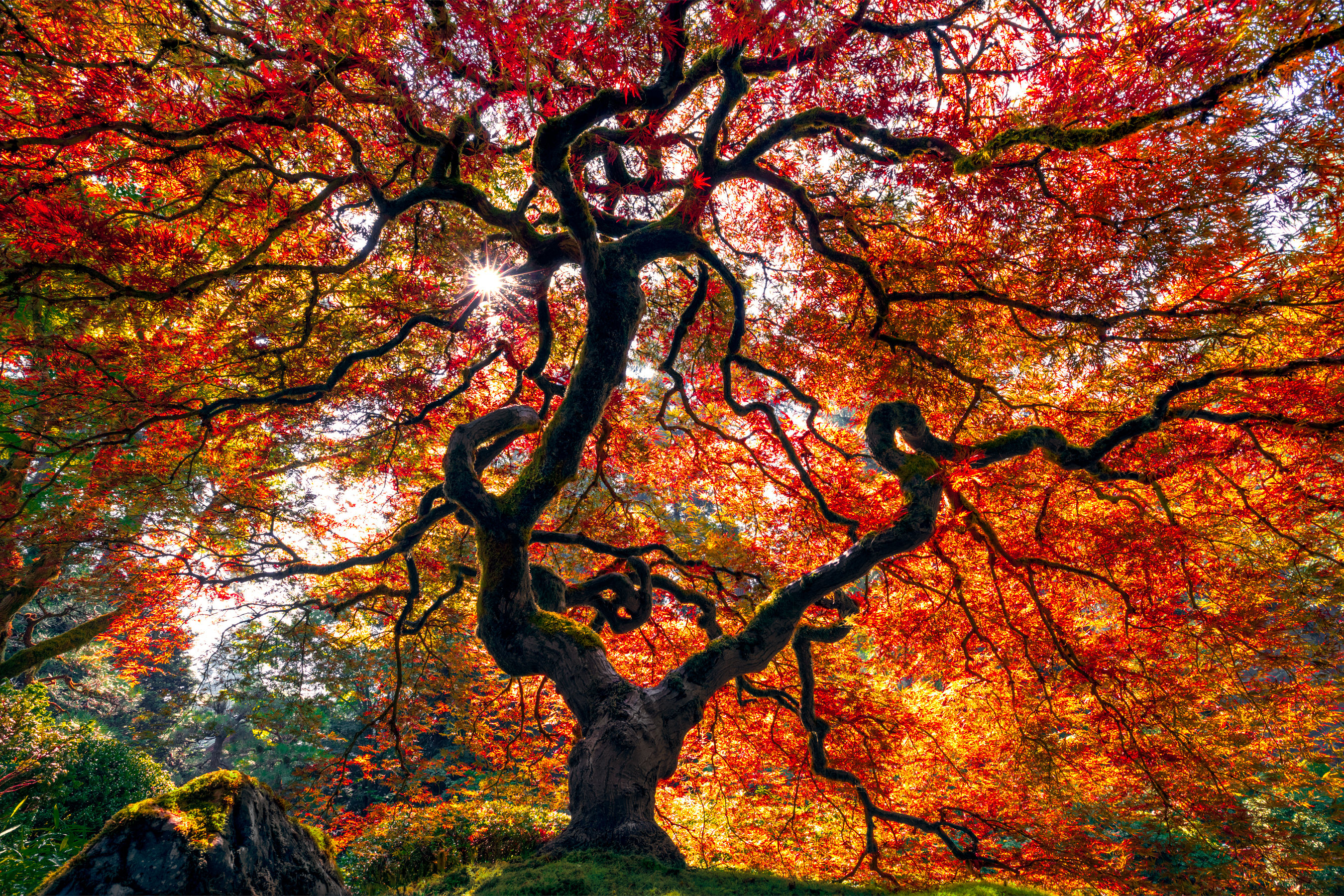 Japanese Maple Autumn - Pano - Limited Edition