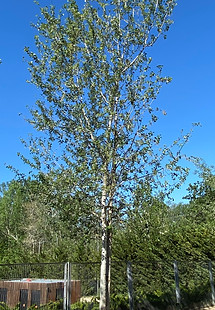 IMG-4473.jpg