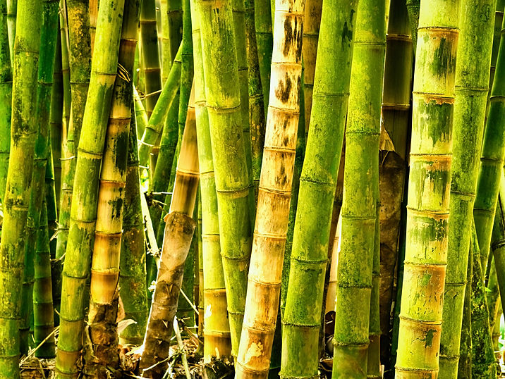 Bamboo