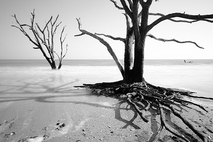 Edisto Island Boneyard Beach