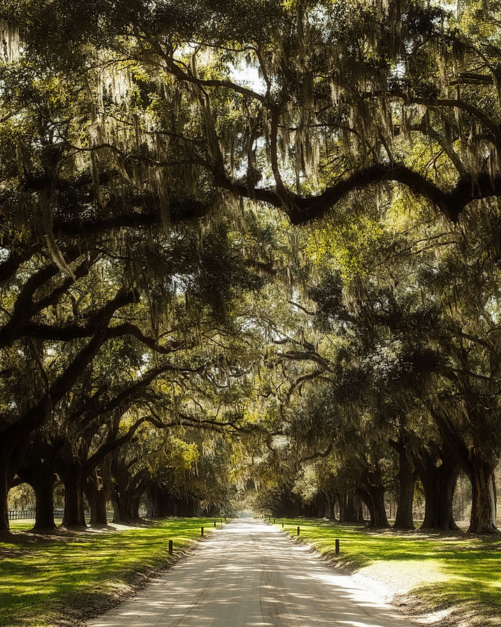Boone Hall Plantation Avenue of Oaks