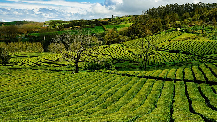 tea plantation