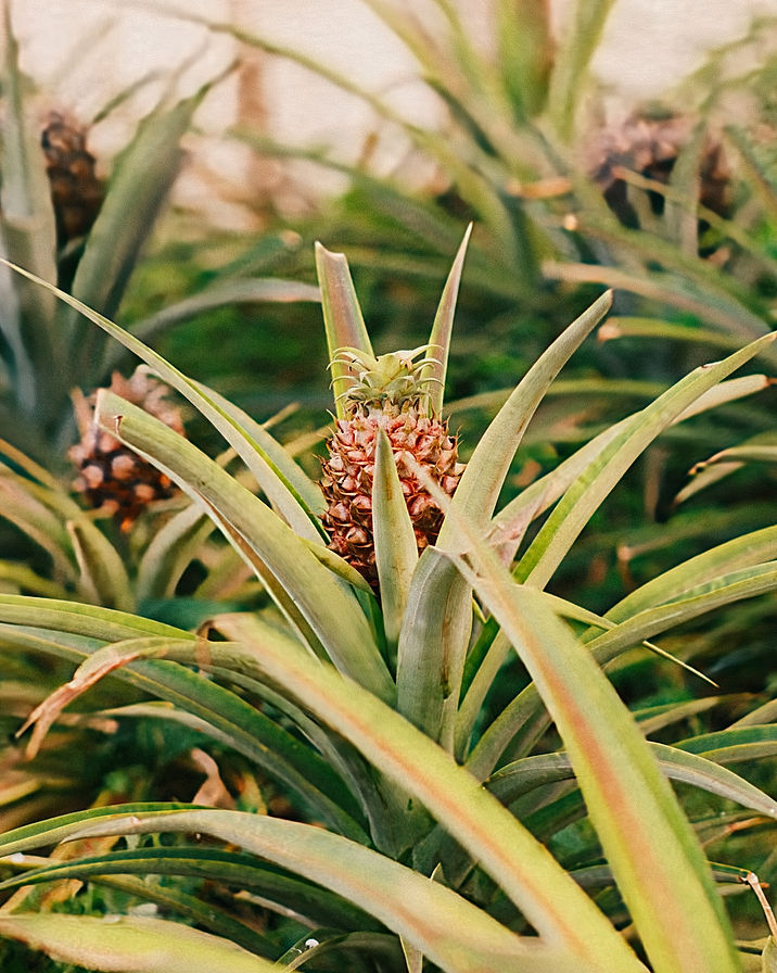 pineapple plantation