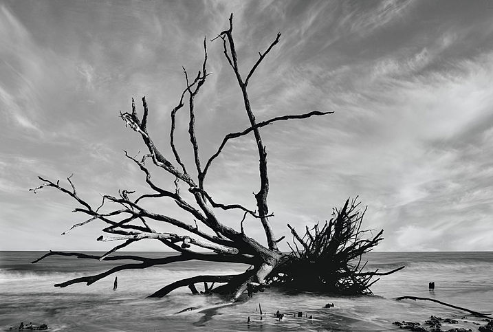 Driftwood Beach Edisto Island