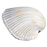 White Shell .png