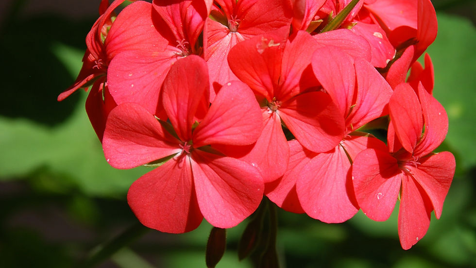 Miniatura: Gerânio (Pelargonium hortorum)