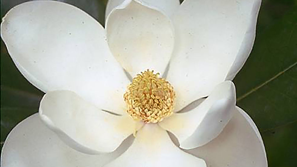 Miniatura: Lótus Magnolia (Nymphaea alba / Magnolia grandiflora)