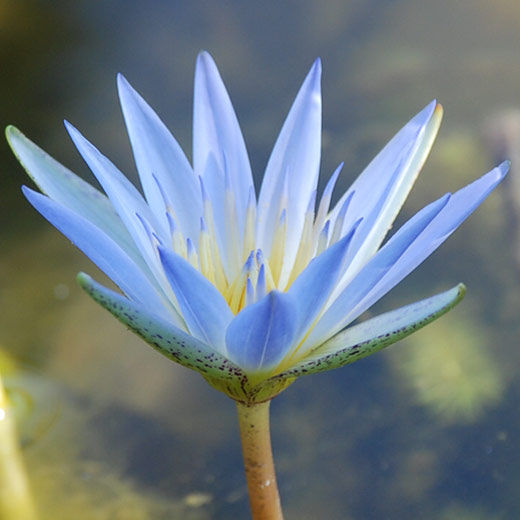 Miniatura: Lótus Azul (Nymphaea stellata)