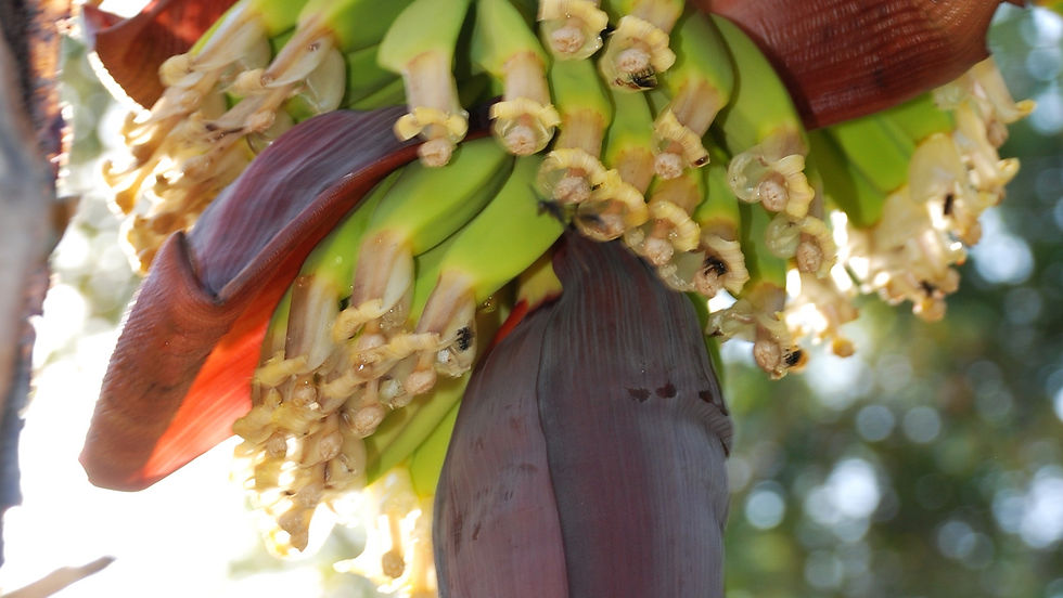 Miniatura: Sapientum (Musa sapientum)
