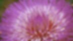 Miniatura: Alcachofra (Cynara scolymus)