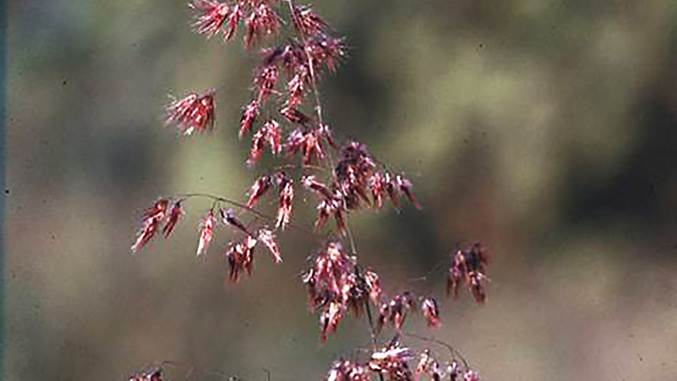 Miniatura: Erbum (Rhynchelytrum repens)